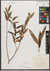 Foto von Salix triandra subsp. triandra L.